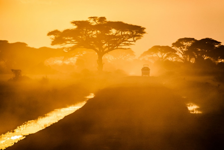africa tree