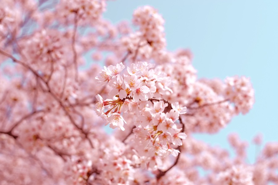 blossom apac
