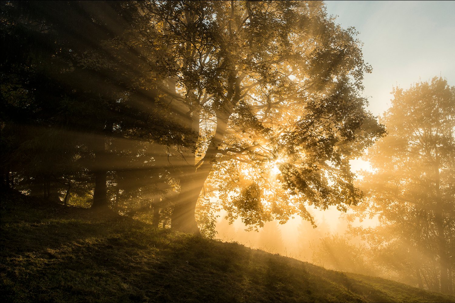 The sun through the trees. Картинка небо сквозь деревья