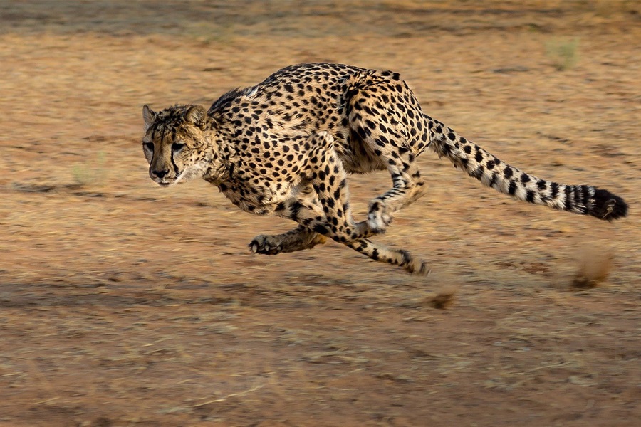 Why agility is a must for brand growth during crisis