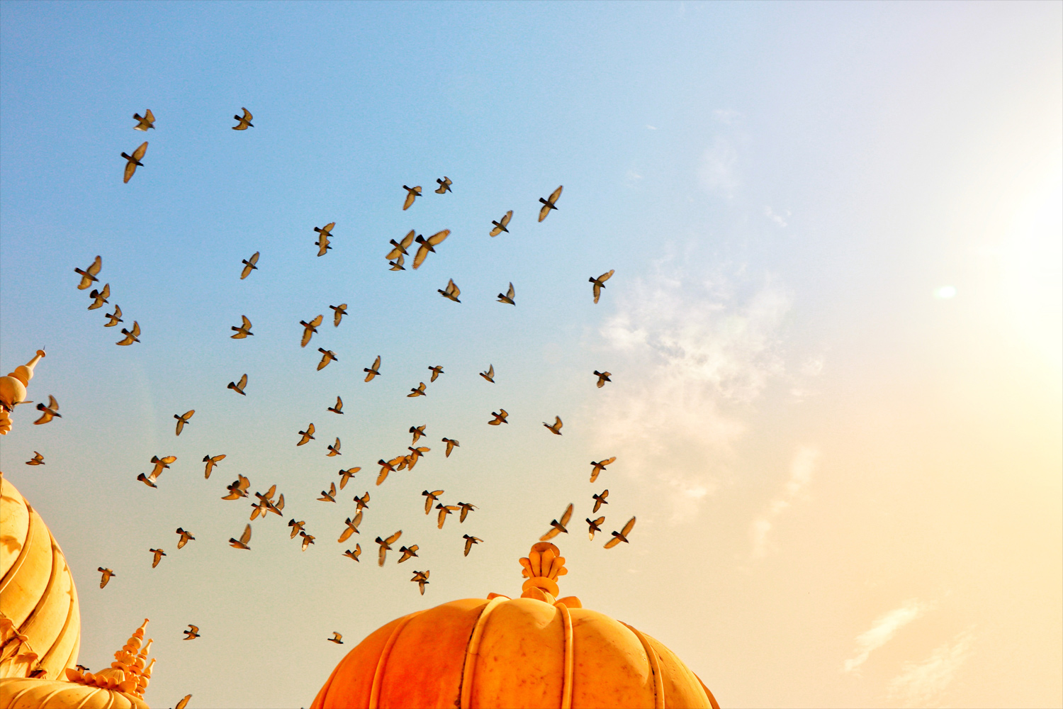 Birds flying over Jaipur