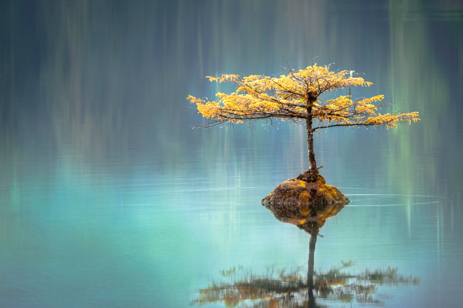 Tree in a lake