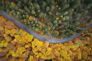 Road through a forest