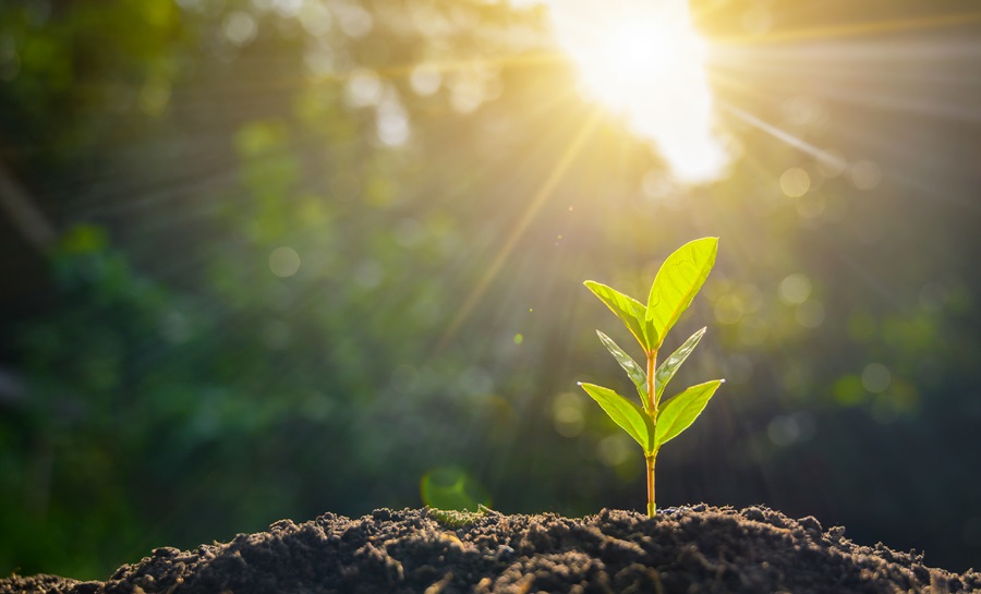 sustentabilidade e marcas