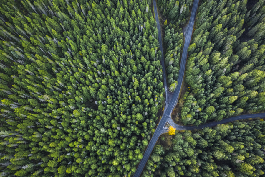 estrada arvores mata floresta forecasting