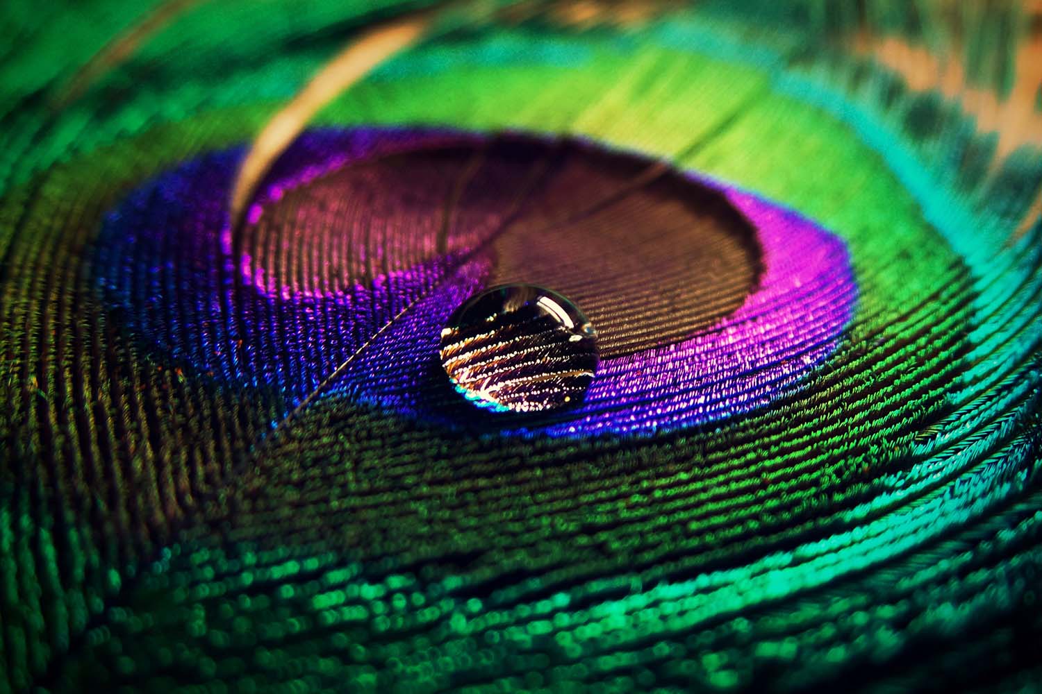 Marketing Effectiveness Playbook - Peacock feather with raindrop