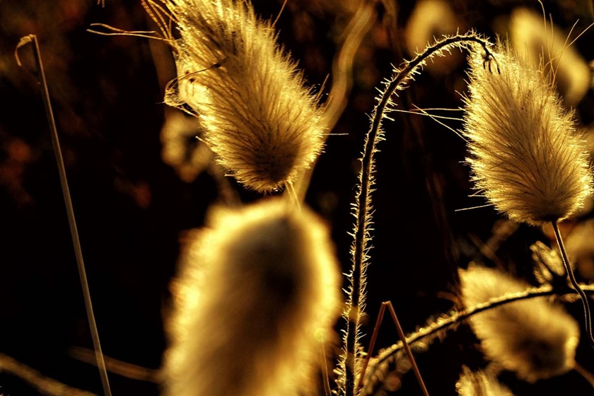 Sustainability Pflanze im Gegenlicht