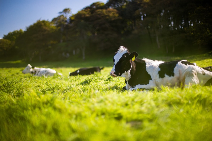 fonterra case study dairy sustainability