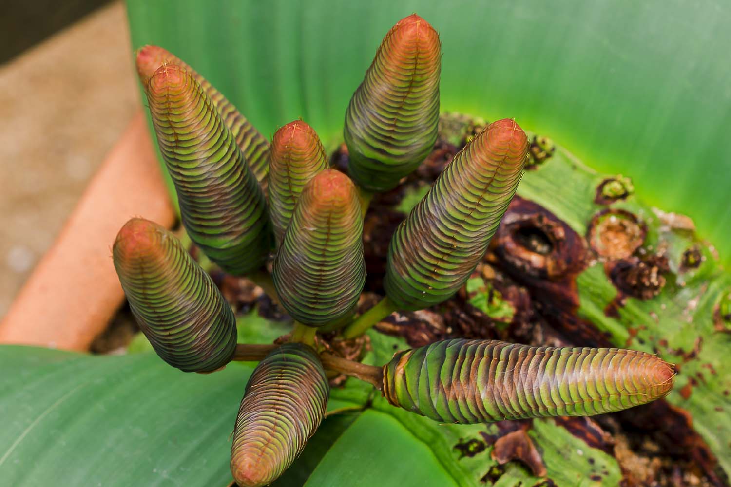 Supercharge Recovery