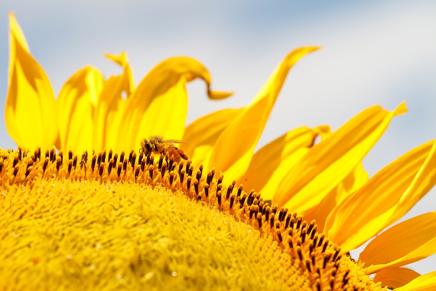 girasol