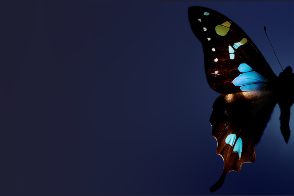 Webinaari hyvinvointi terveys