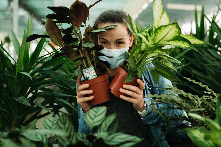 Végétaux d'ornement : un secteur dynamique