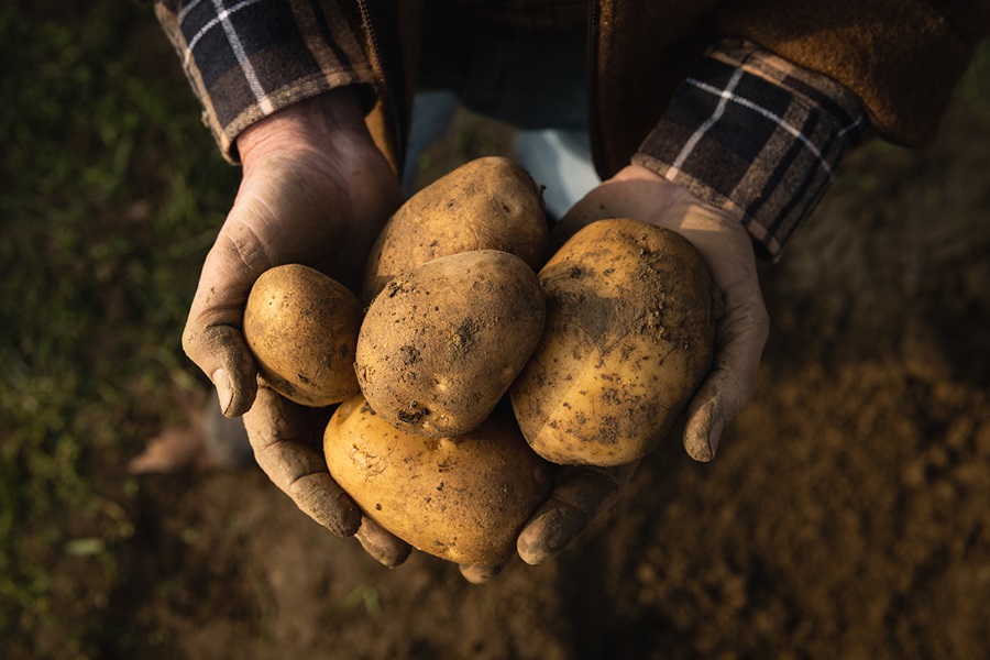 pommes de terre bio