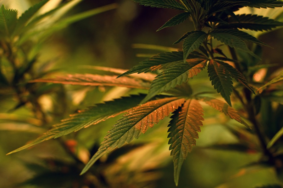 Cannabis
