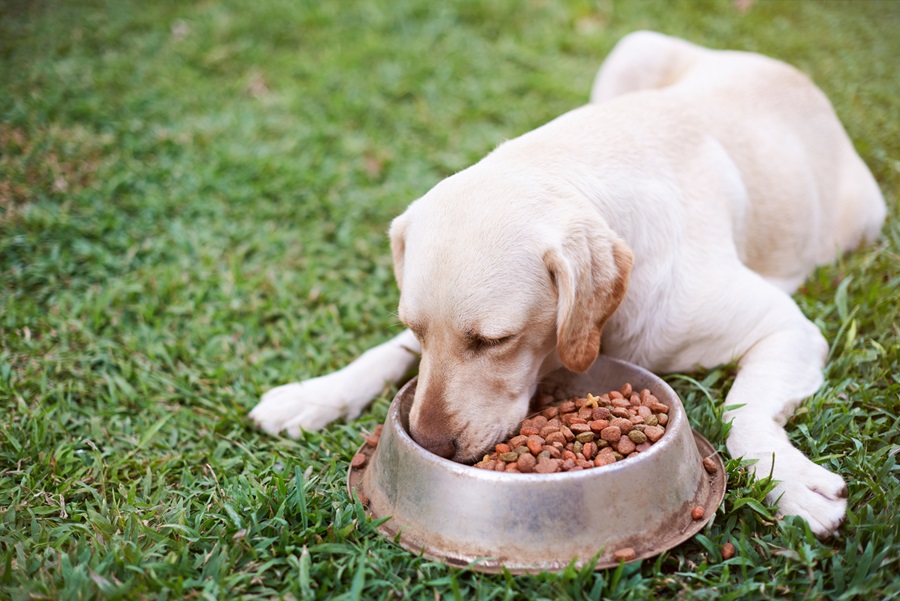 Pet food