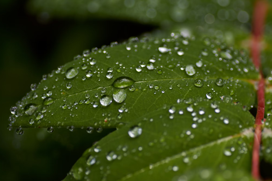 Greenwashing header