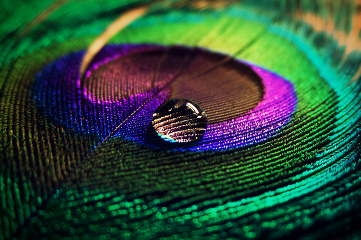 Peacock feather