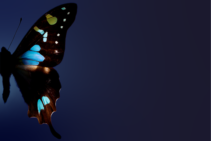 SSI 2022 header