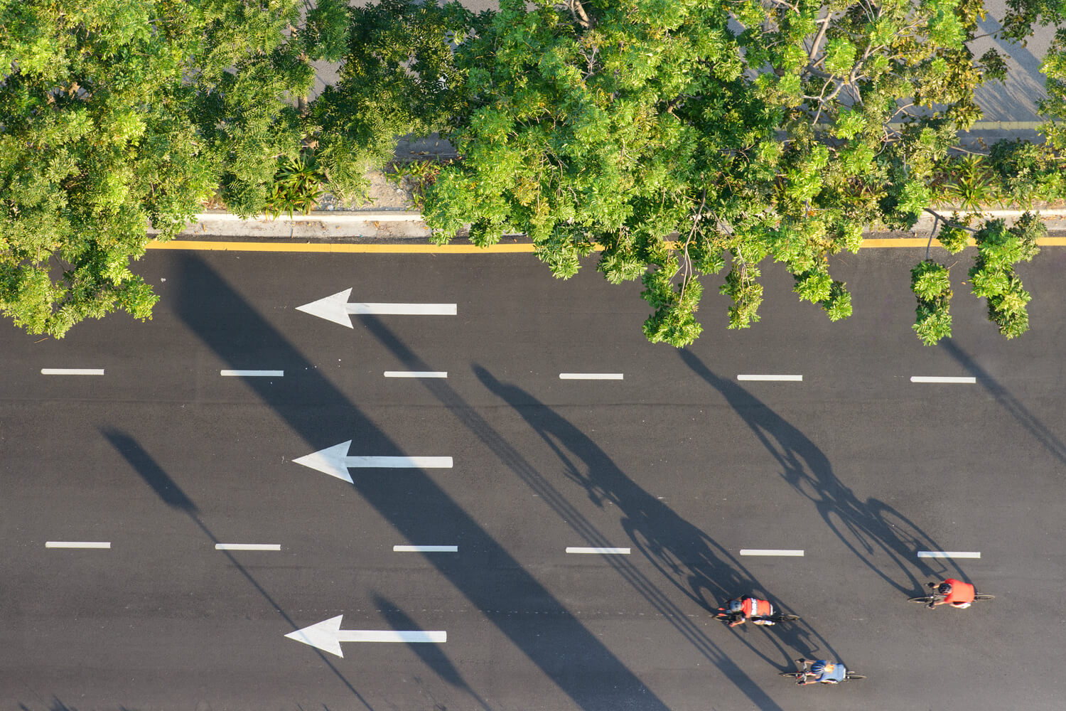 road and trees