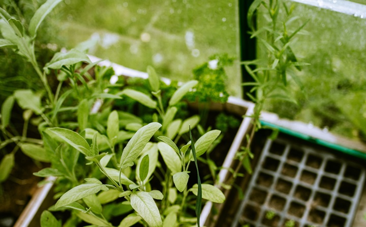 Home Garden
