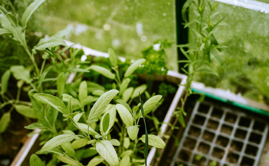 Home Garden