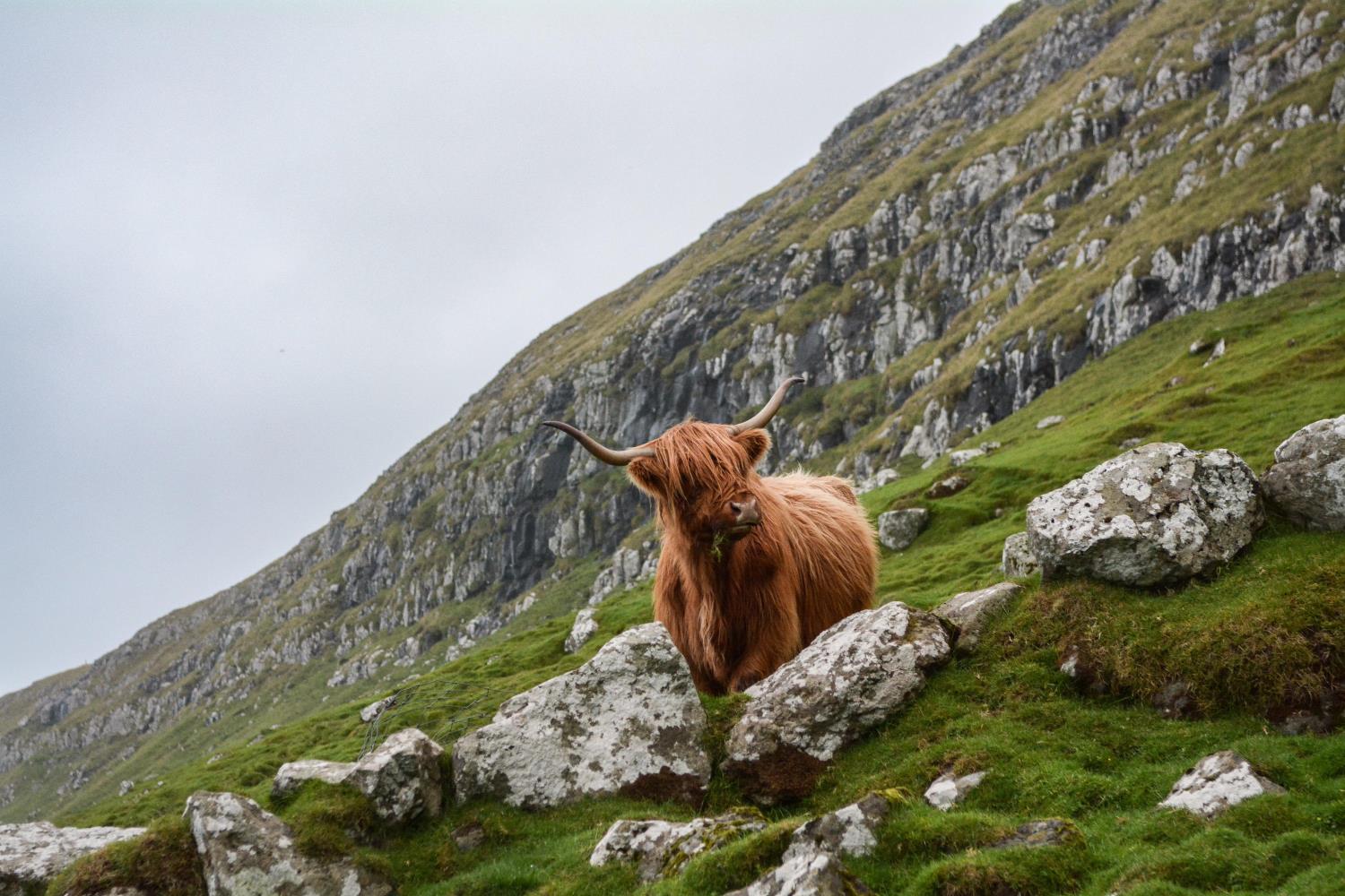 highland cow