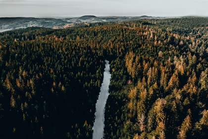 Road through a forest