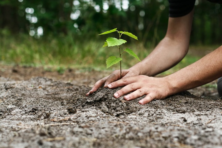 Hands planting a tree