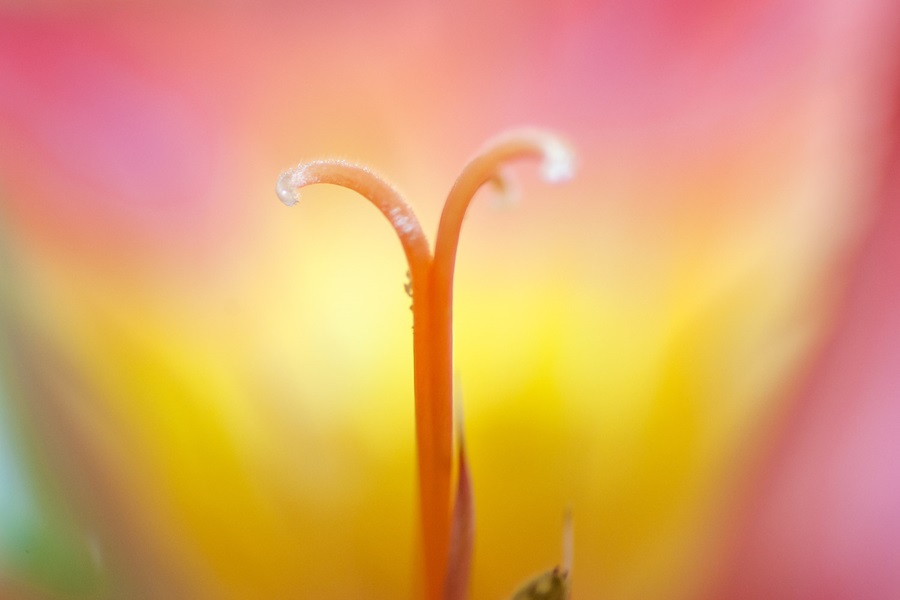 Plant stamen