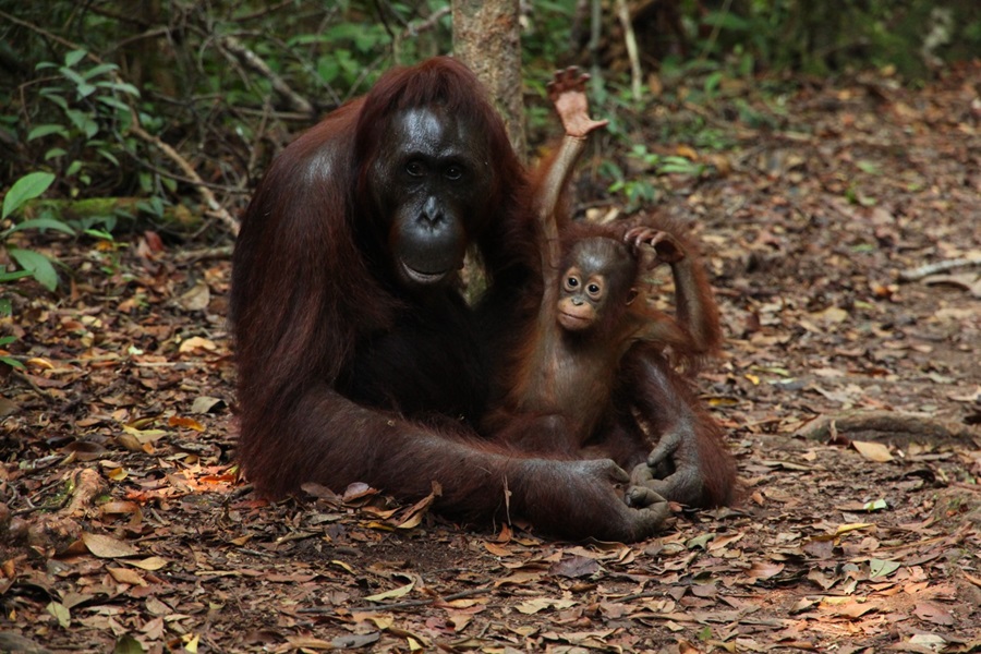 orangutan